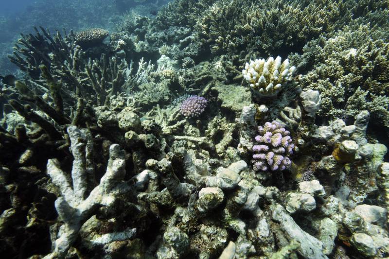 Between 2016 and 2017, 50 per cent of the Great Barrier Reef died. AP