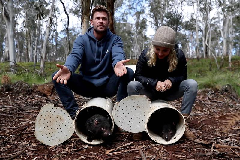 Actors Chris Hemsworth and Elsa Pataky releasing Tasmanian devils into a wild santuary on Barrington Tops in Australia's New South Wales state. AFP / WildArk