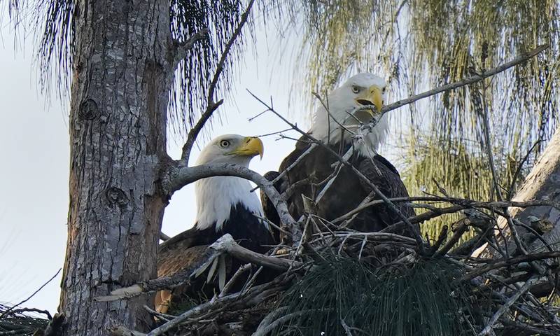 Bald eagles arrange branches as they build a nest in Pembroke Pines, Florida. The nesting pair have returned to the area to mate and raise their young. AP