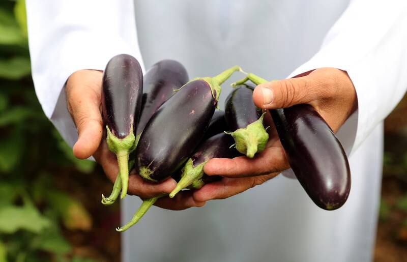 Ahmed Al Hefeiti shows off some of the organic aubergines from his plantation