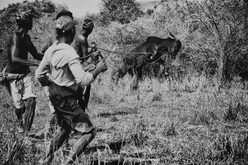 Long-Term Projects winner, Africa: 'The Zebu War' by Rijasolo, Madagascar / France, Riva Press.