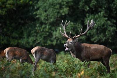 A red deer stag roars in Richmond park during its breeding season, or the rut, in south west London. AFP