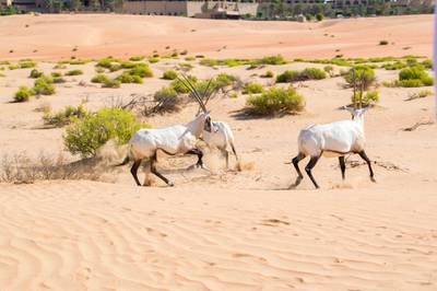 Arabian Oryx surrounding Qasr Al Sarab in the Protected Area. Courtesy: Environment Agency - Abu Dhabi.