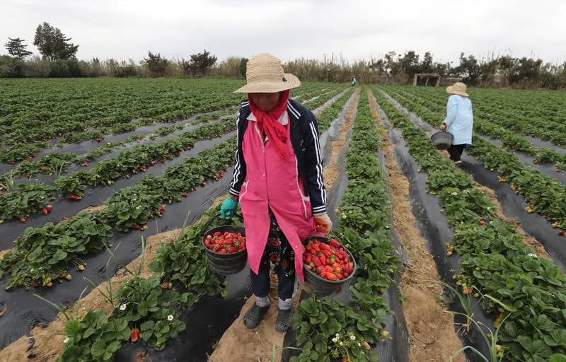 Tunisian farmers harvest strawberries in a strawberry field in Nabeul, Tunisia. The strawberry harvest accounts for nearly 90 per cent of national production.