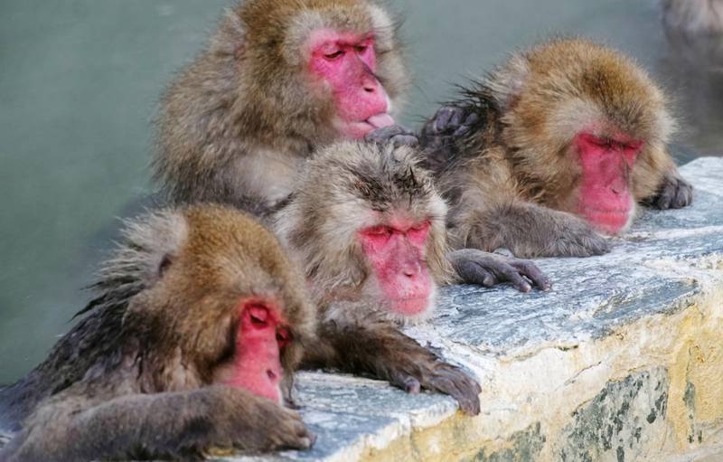 Japanese Macaques, also known as Snow Monkeys, gather to soak in a hot spring at Hakodate Tropical Botanical Garden in Hakodate. Reuters