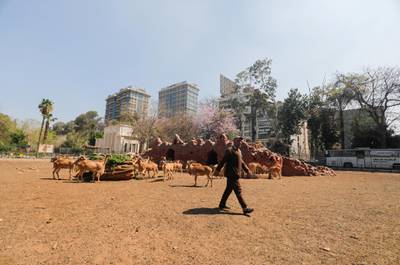 A zoo keeper walks away after feeding animals at the closed Giza Zoo. Reuters