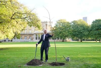 King Charles plants a lime tree in the Buckingham Palace garden for the Queen's Green Canopy ahead of the Cop 27 Summit in November 2022