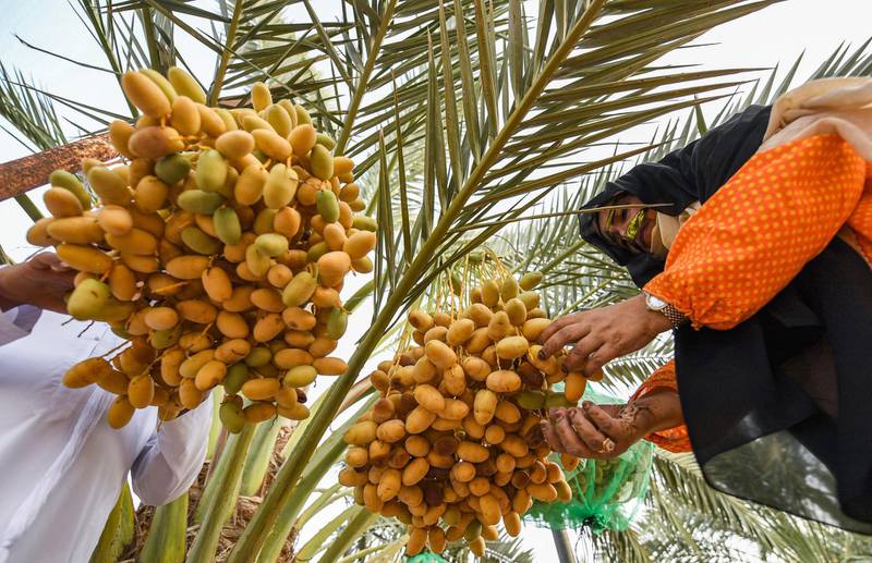 An Emirati woman picks dates from a palm tree during the annual Liwa Date Festival in the western region of Liwa, south of Abu Dhabi on July 18, 2019.  The Liwa Date Festival aims to preserve Emirati heritage, specifically palm trees and half-ripe dates, knows as "ratab", which are deep-rooted in the Gulf country's traditions. / AFP / Karim SAHIB
