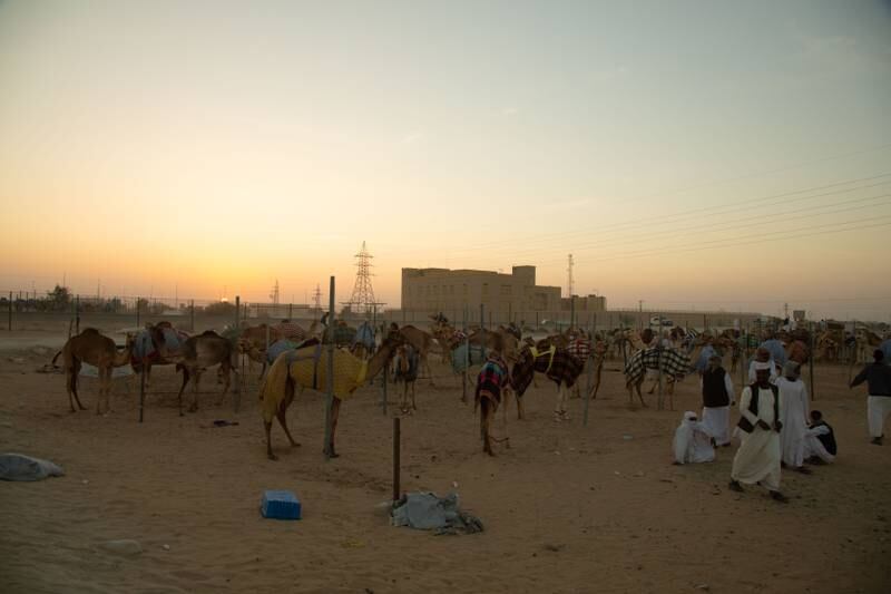 A camel fair featuring hundreds of animals and herders set up camp in the Dubai desert. All photos: Suhail Akram / The National