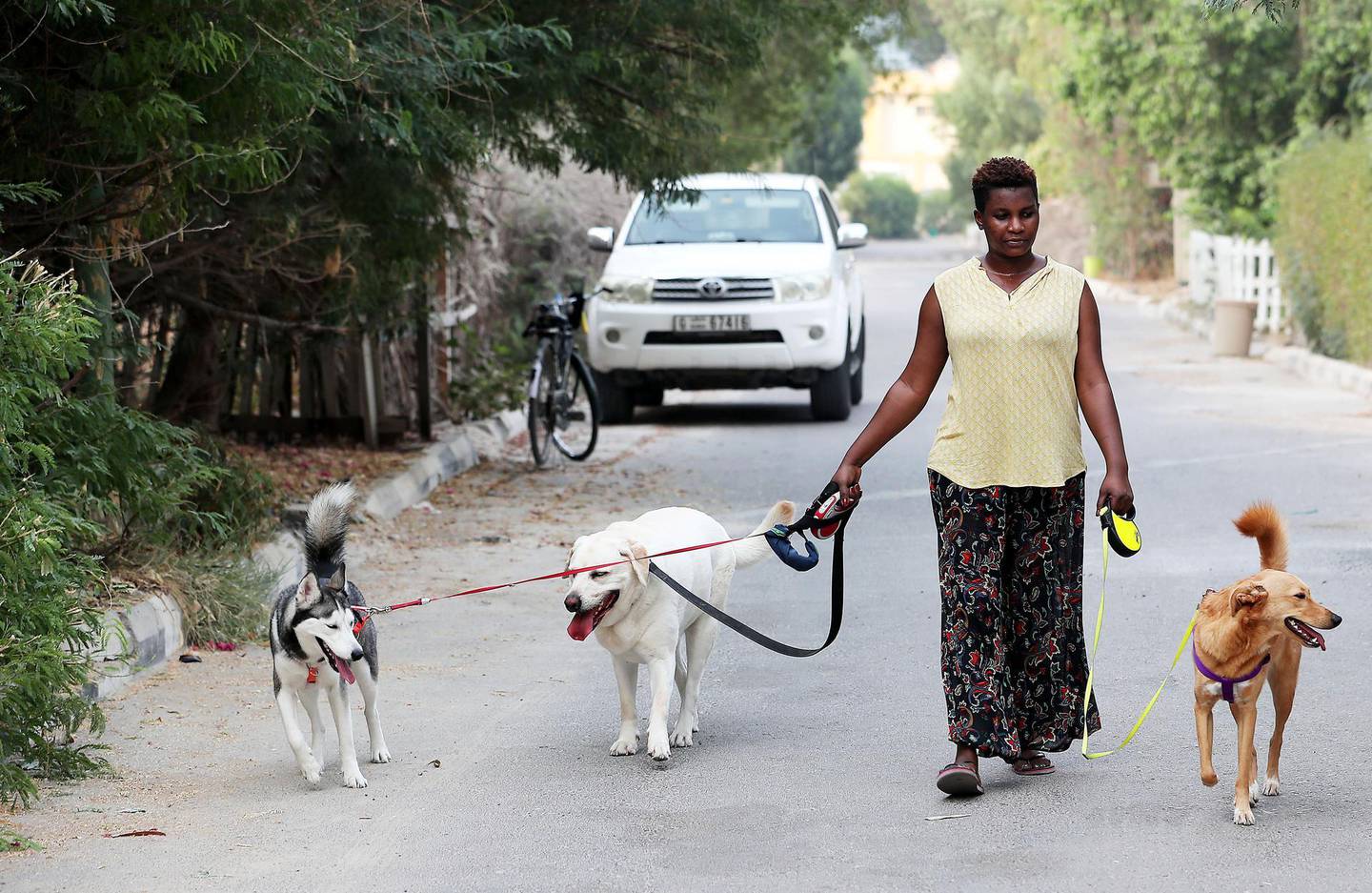 DUBAI , UNITED ARAB EMIRATES , August 2 – 2018 :- Mariam Kasirivu one of the resident with her dogs during the evening walk at the Desert Springs Village in Tecom area in Dubai. ( Pawan Singh / The National )  For News. Story by Patrick Ryan