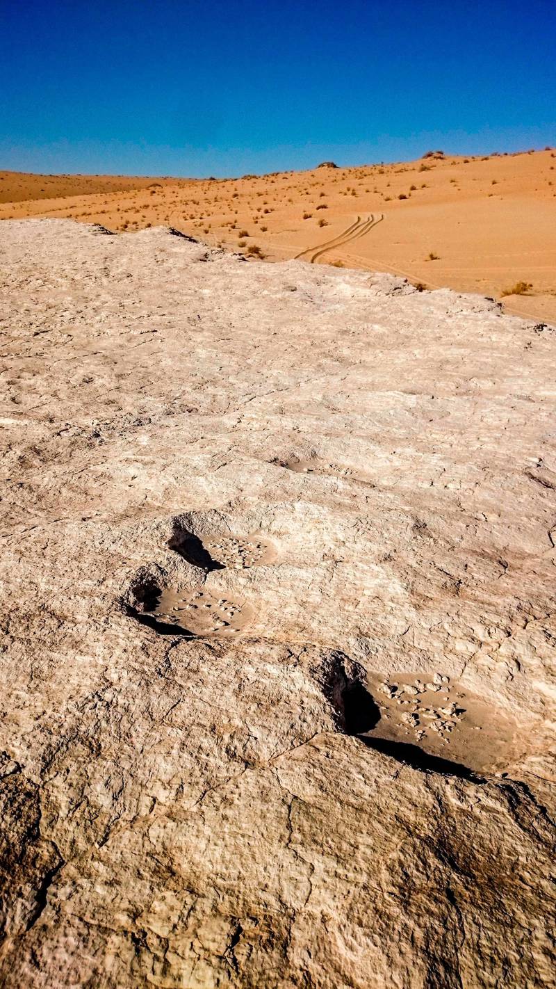 An elephant trackway found in the Nafud Desert. The discovery sheds new light on the routes our ancient ancestors took as they spread out of Africa. Paul Breeze / AFP