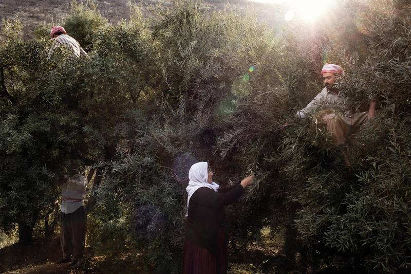 LALISH, IRAQ: Yazidi men and women pick olives. Photo by Sebastian Meyer 