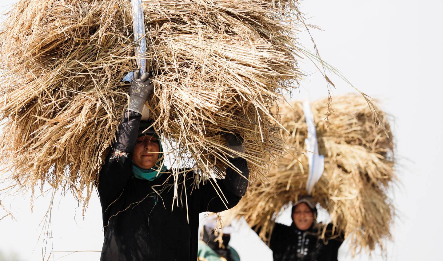 Farmers north of Cairo carry rice during a season marred by a lack of water and adverse weather. Reuters