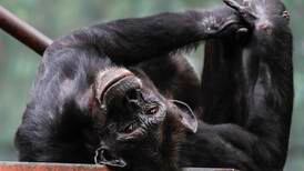Chimp genetic mapping could close off African trafficking routes