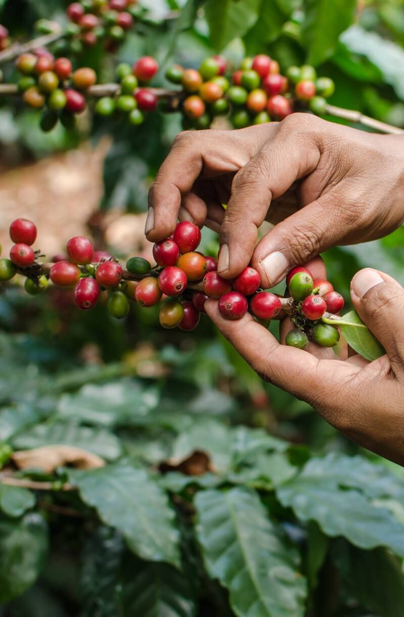 A global shortage of  the Arabica coffee bean has resulted in an inevitable price hike, experts say. Courtesy: Coffee Planet