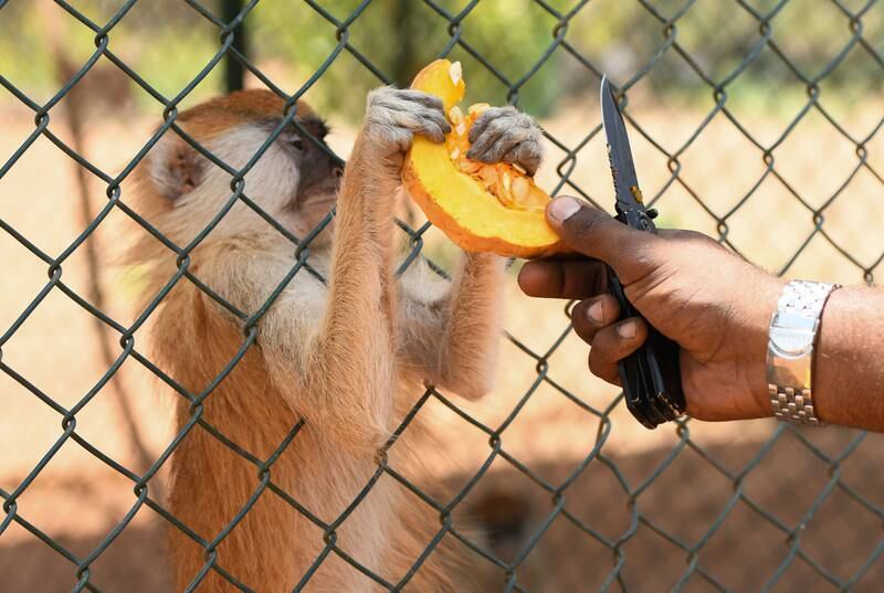 Mr Salih feeds a monkey at the centre.  What started as a private rescue mission by Mr Salih, to save five starving lions in January 2020, has now become a rescue centre for numerous animals that is funded by donations and about 600 visitors weekly.  