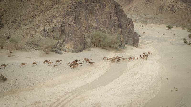 Camels move through the Valley of Mijah (Wadi Mijah), which the Prophet Mohammed passed through on day four of his journey. Photo: Ithra