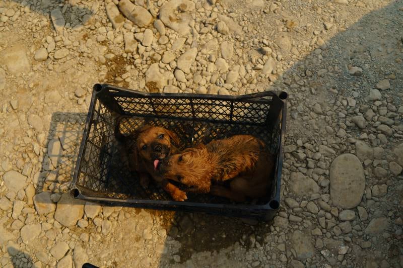 Puppies rescued by Paw Guard in Beydigin, Antalya.
