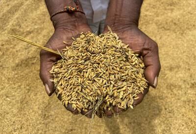 A Sri Lankan farmer holding paddy grains. A sharp increase in fertiliser costs has contributed to a rise in global food prices. Reuters