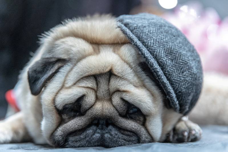 A Pug sleeps during the American Kennel Club's (AKC) Meet the Breeds event in New York, U. S. , January 29, 2023.  REUTERS / Jeenah Moon      TPX IMAGES OF THE DAY