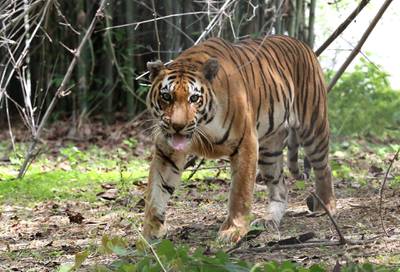 A Royal Bengal tiger in its enclosure at the Van Vihar National Park in Bhopal, India. Van Vihar which was declared a national park in 1983, covers an area around 445.21 hectares. EPA