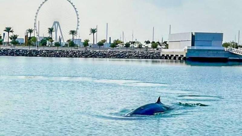 A whale is spotted off Bluewaters Island in Dubai Marina in this screengrab from a video