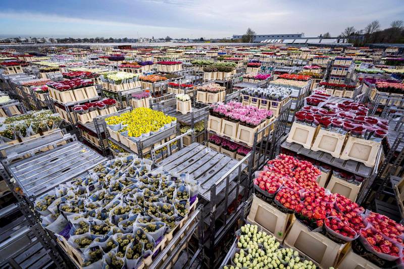 Flowers are stored prior to their destruction at the flower auction in Aalsmeer after a severe drop in demand. Auctions are struggling with low prices and the need to destroy the products.  AFP