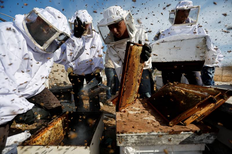 Palestinian beekeepers remove bees at a farm in the central Gaza Strip. Reuters