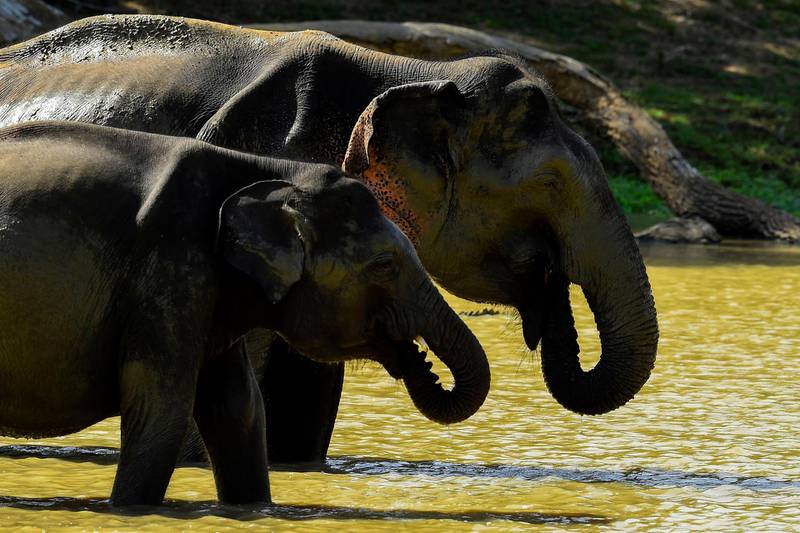 Sri Lankan elephants walk in the water at the Yala National Park in the southern district of Yala, some 250 km southwest of Colombo. AFP