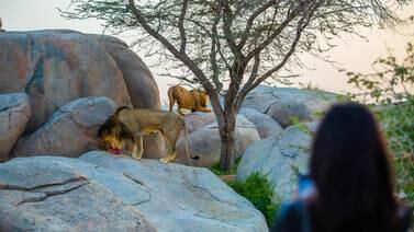 Al Ain Zoo is home to more than 4,000 animals, including lions. Photo: Al Ain Zoo