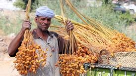 Egyptian farmers gather dates during the annual harvest season in Dahshur - in pictures