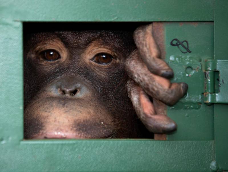 Cola, 10-year-old female orangutan waits in a cage to be sent back to Indonesia at a Suvarnabhumi Airport in Bangkok, Thailand, Friday, Dec. 20, 2019. Wildlife authorities in Thailand repatriated two orangutans, Cola and 7-year-old Giant, to their native habitats in Indonesia in a collaborative effort to combat the illicit wildlife trade. Cola was born in a breeding center from two smuggled orangutans which were sent back to Indonesia several years ago, according to the  Department of National Park, Wildlife and Plant Conservation. (AP Photo/Sakchai Lalit)