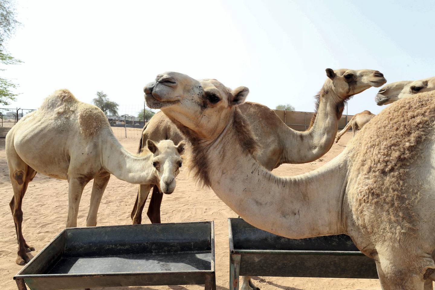 RAK ,  UNITED ARAB EMIRATES , JUNE 20 – 2019 :- Camels at the camel farm in Ras Al Khaimah. Camel poop is turned into the biofuel for the cement factory in Ras Al Khaimah to generate energy for the production of cement. ( Pawan Singh / The National ) For Big Picture/Online/Instagram/News. Story by Anna