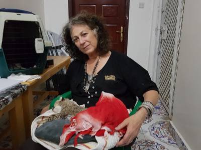 Dr Laurie Marker with a surviving cheetah cub rescued from poachers in Somaliland. She has named it 'Light as a Feather'. Cheetah Conservation Fund