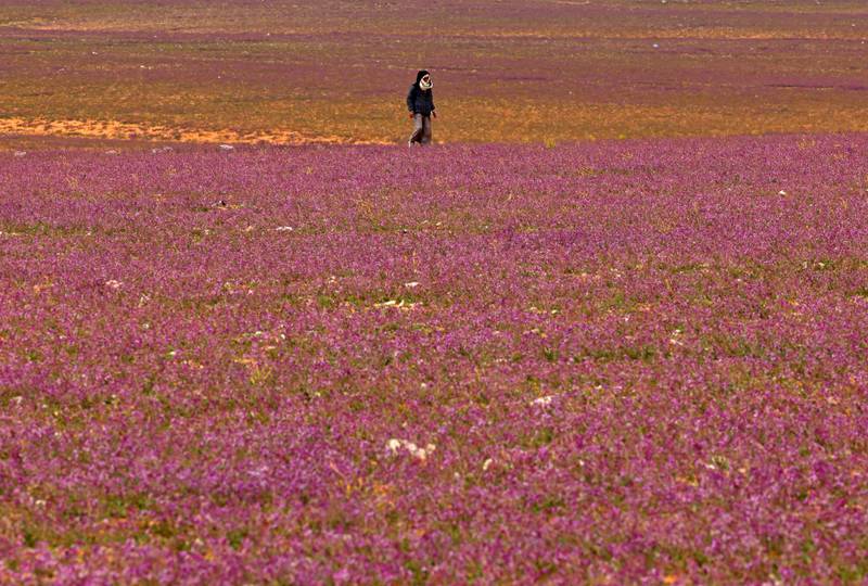 Taking a stroll among the flowers, known locally as wild lavender, near Rafha