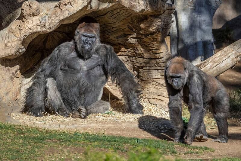 Gorillas sit after two of their troop tested positive for COVID-19 after falling ill, and a third gorilla appears also to be symptomatic, at the San Diego Zoo Safari Park in San Diego, California, U.S. January 10, 2021. Picture taken January 10, 2021. Ken Bohn/San Diego Zoo Global/Handout via REUTERS.  NO RESALES. NO ARCHIVES. MANDATORY CREDIT. THIS IMAGE HAS BEEN SUPPLIED BY A THIRD PARTY.