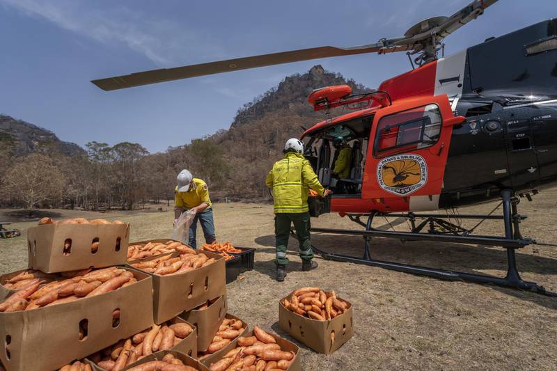 People load a helicopter with carrots and sweet potato for a food drop by the New South Wales National Parks and Wildlife Service, in New South Wales, Australia. EPA