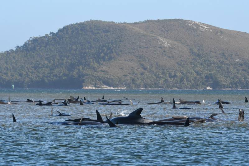 Hundreds of pilot whales are seen stranded on a sand bar in Strahan, Australia. The Advocate / Getty Images