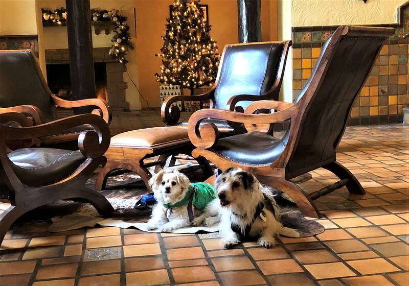 Your four-legged friends are welcome at the Hotel El Capitan in Van Horn, Texas. Holly Aguirre / The National