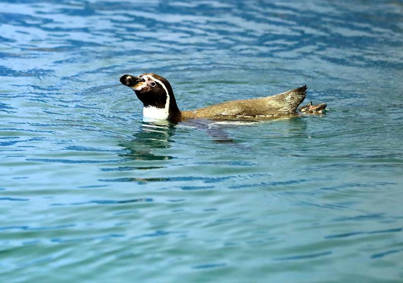 Al Ain, United Arab Emirates - March 08, 2020: Humboldt penguin. New artificial intelligence is being used on three species of animals at Al Ain Zoo to monitor their health etc and improve sharing on information globally on endangered species. Sunday, March 8th, 2017 at Al Ain Zoo, Al Ain. Chris Whiteoak / The National
