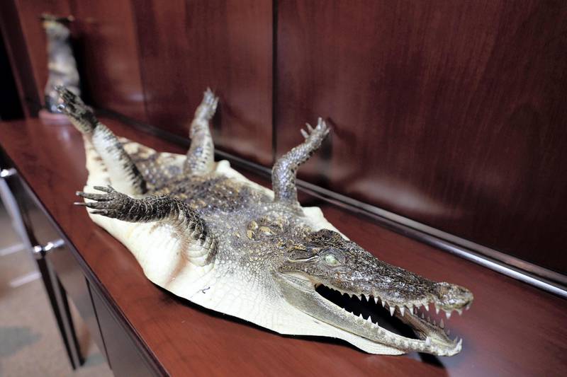 Dubai, United Arab Emirates - July 07, 2019: A crocodile skin at exhibition of seizures at Dubai Airport. Sunday the 7th of July 2019. DXB, Dubai. Chris Whiteoak / The National
