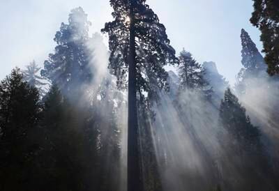 A sequoia looms over the Redwood Canyon loop trailhead's parking lot as smoke from the 2021 KNP Complex Fire drifts through the forest. The Fresno Bee / AP
