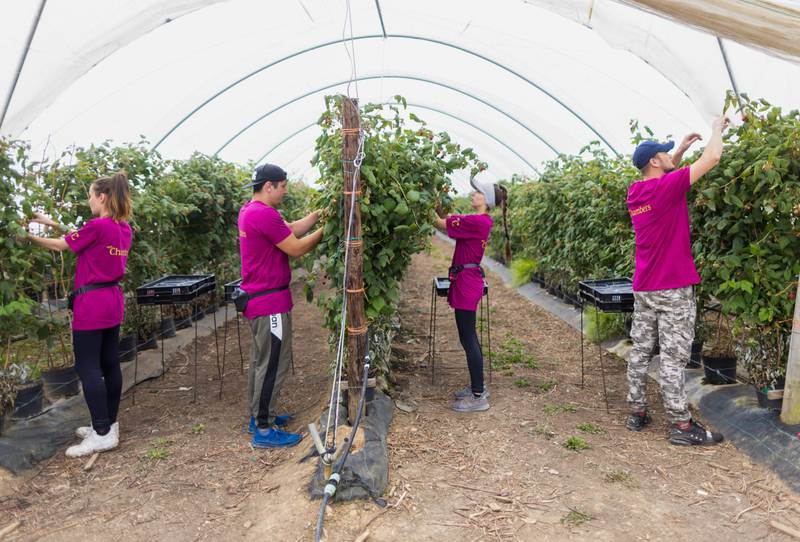 Workers picking raspberries in poly tunnels on a fruit and vegetable farm near Maidstone. Many British companies have long called for the government to ease its visa policy. Bloomberg