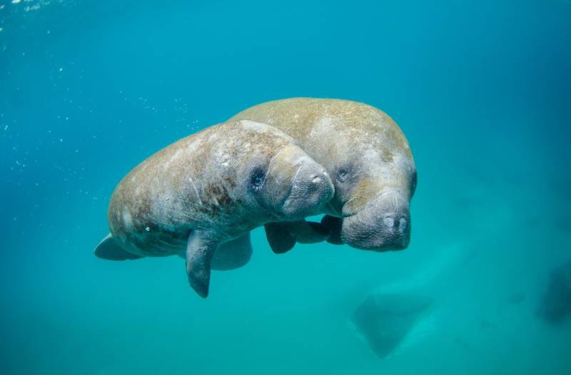 Dugongs and their environment need protection. Photo: Azraq