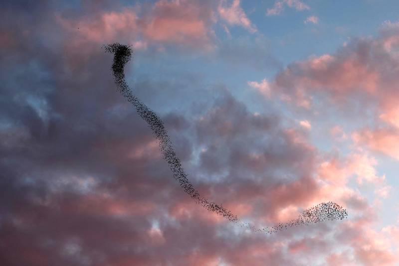 A murmuration of starlings in the evening light near the southern Israeli city of Beersheva in the Negev desert. AFP
