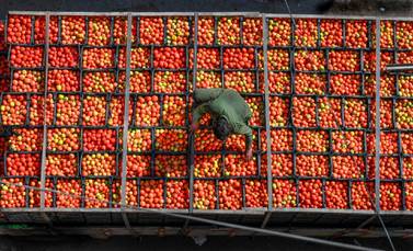 A labourer arranges tomatoes in crates at a market in Lahore.  AFP