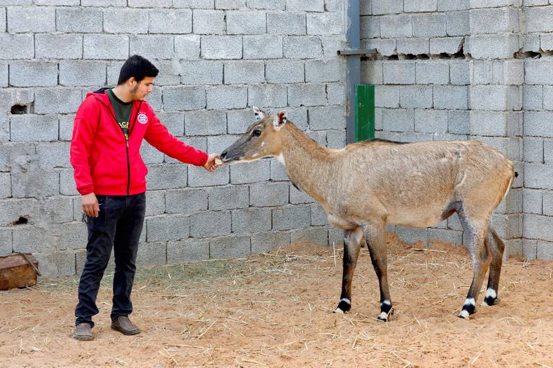 Feeding an antelope at the Diab family farm in the Tajoura suburb of Tripoli, Libya. Reuters