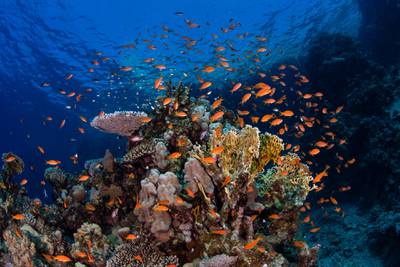 Coral reef and anthias at Yub'a island dive site on northwest side of island in NEOM