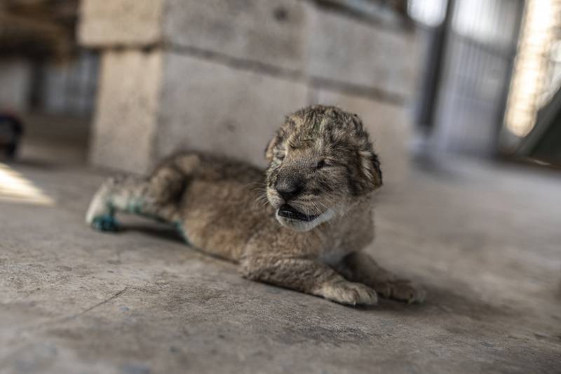 One of the newborn lion cubs at Nama zoo.  AP
