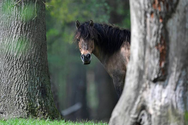 A wild horse looks between trees in a forest in Duelmen.